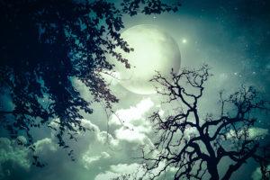 moon, Trees, Clouds, Dream, Stars