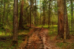 landscapes, Forest, Hdr, Woods, Trunks, Path, Trail