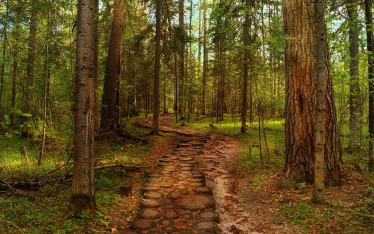 landscapes, Forest, Hdr, Woods, Trunks, Path, Trail HD Wallpaper Desktop Background