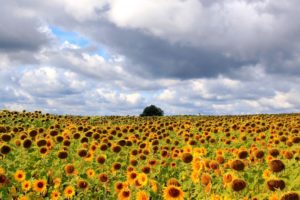 landscapes, Fields, Sunflower, Trees, Yellow, Sky, Clouds