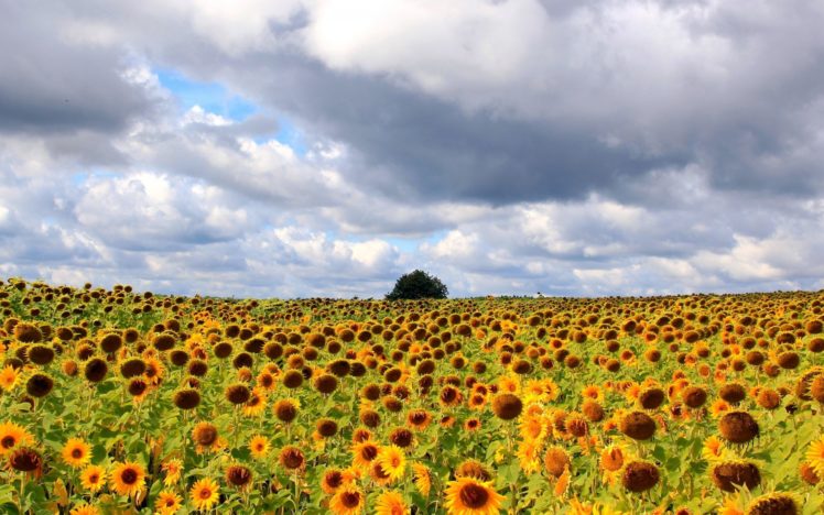 landscapes, Fields, Sunflower, Trees, Yellow, Sky, Clouds HD Wallpaper Desktop Background
