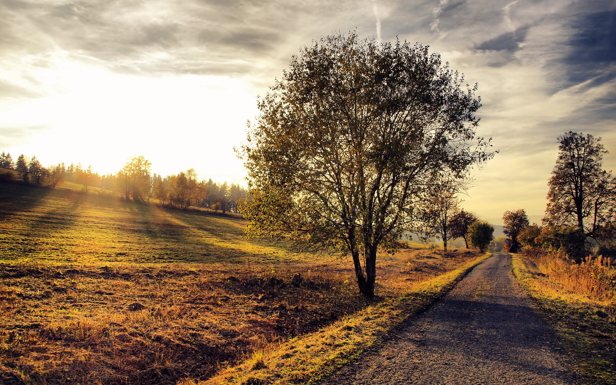 nature, Landscapes, Trees, Fields, Sunrise, Sunset, Sky, Clouds Wallpaper