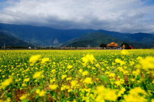 nature, Landscapes, Asian, Oriental, Fields, Flowers, Yellow, Mountains, Sky, Clouds