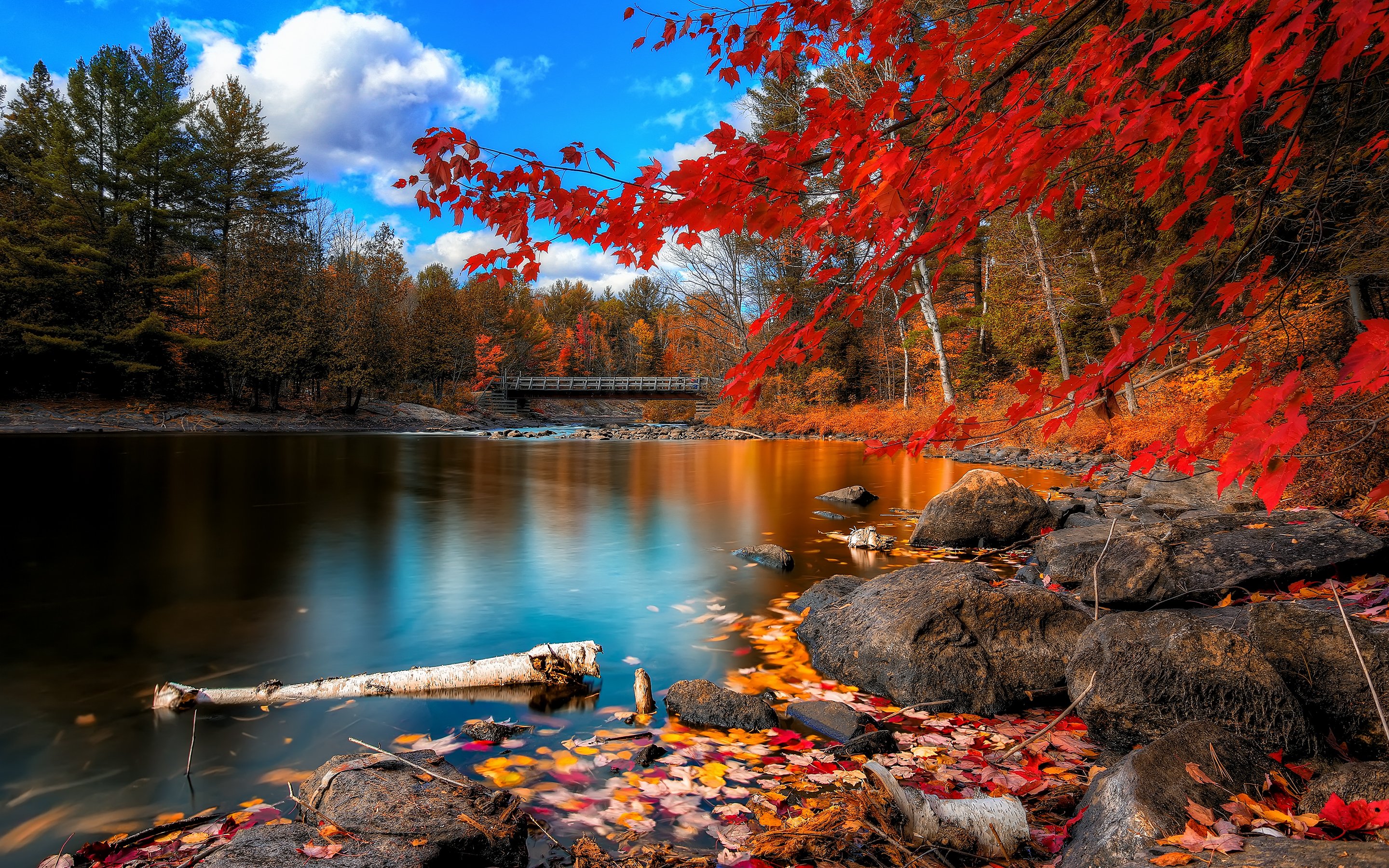 fall, Foliage wide Wallpaper