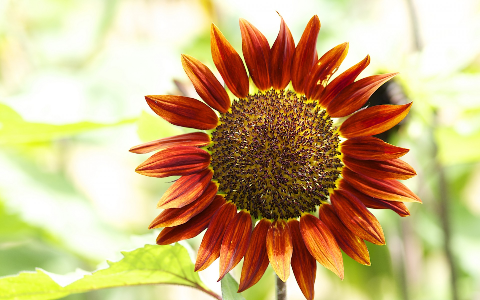 sunflowers Wallpaper