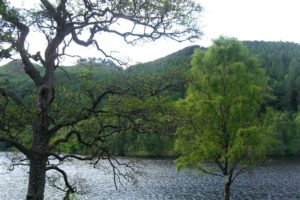 landscapes, Nature, Trees, Forests, Hills, Scotland, Lakes
