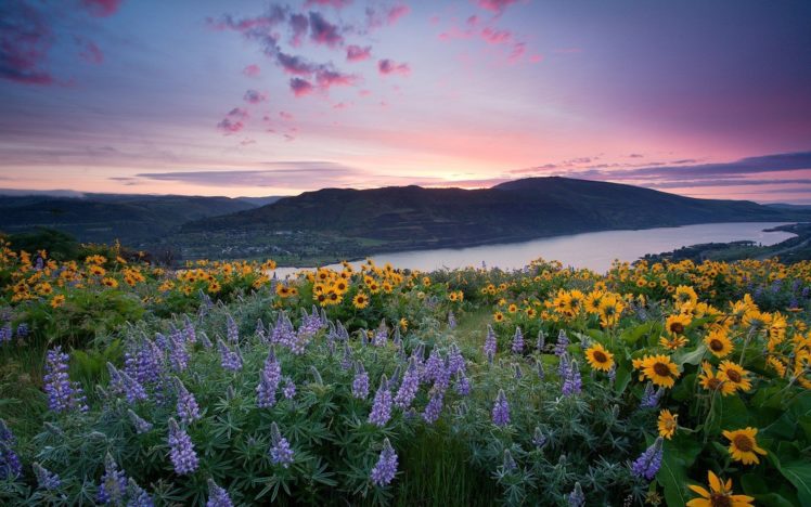 landscapes, Nature, Flowers, Lakes, Rivers, Sunflowers HD Wallpaper Desktop Background