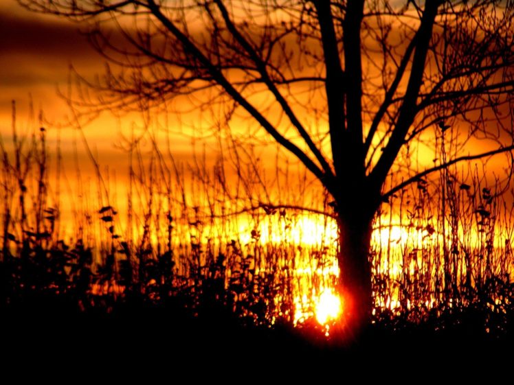 sunset, Nature, Trees, Silhouettes, Sunlight HD Wallpaper Desktop Background