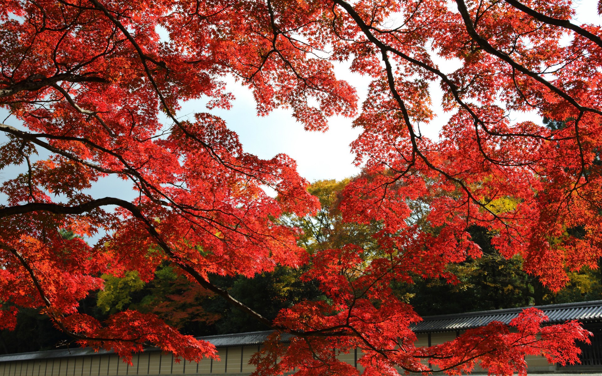 landscapes, Trees, Autumn, Fall, Fence Wallpaper
