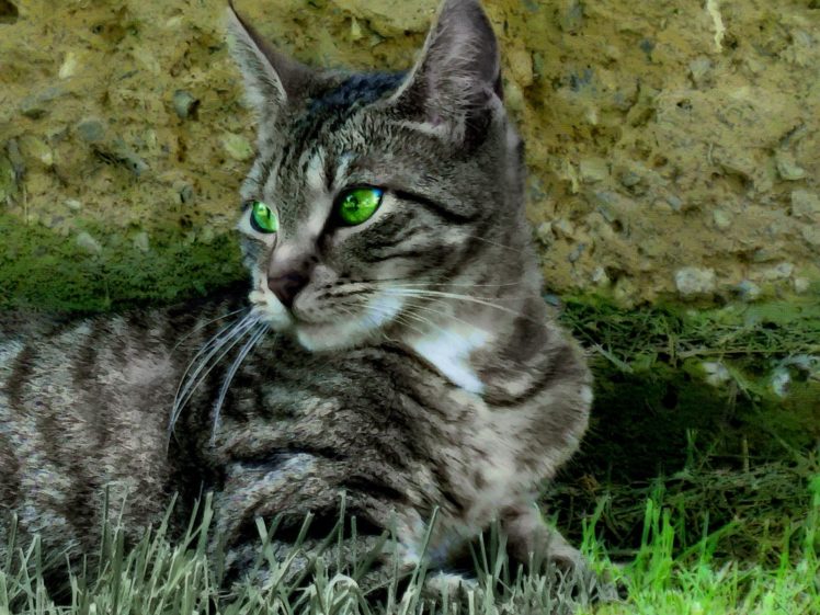 cats, Green, Eyes, Tabby HD Wallpaper Desktop Background