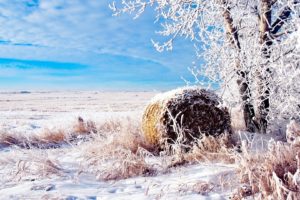 landscapes, Nature, Winter, Snow, Fields, Wheat, Natural, Scenery