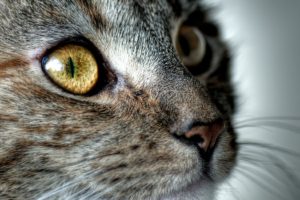 eyes, Cats, Animals