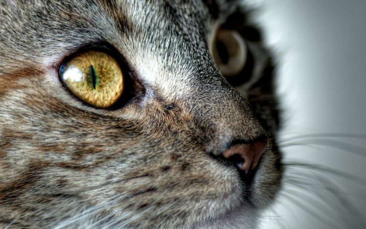 eyes, Cats, Animals HD Wallpaper Desktop Background