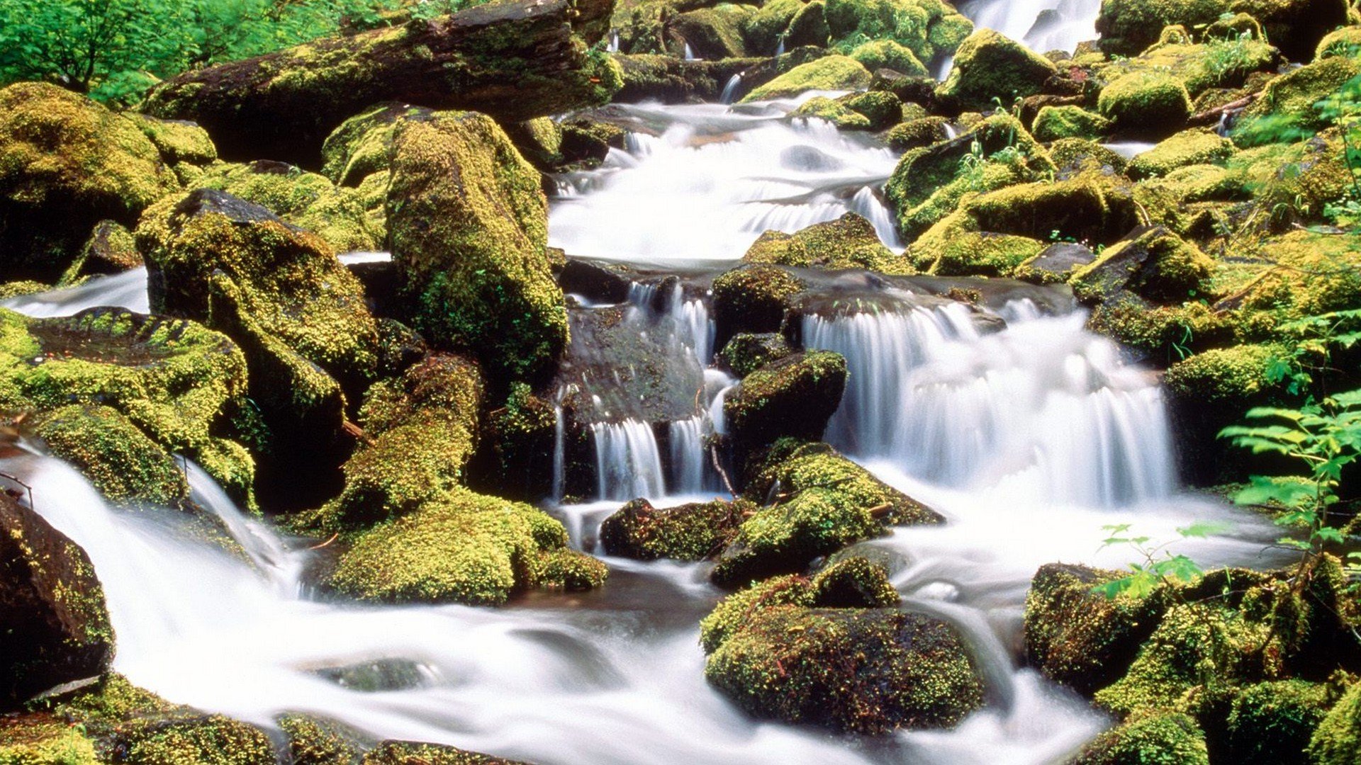 landscapes, Forests, Falls, National, Oregon, Proxy Wallpaper