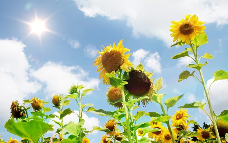 nature, Flowers, Plants, Sunflowers HD Wallpaper Desktop Background