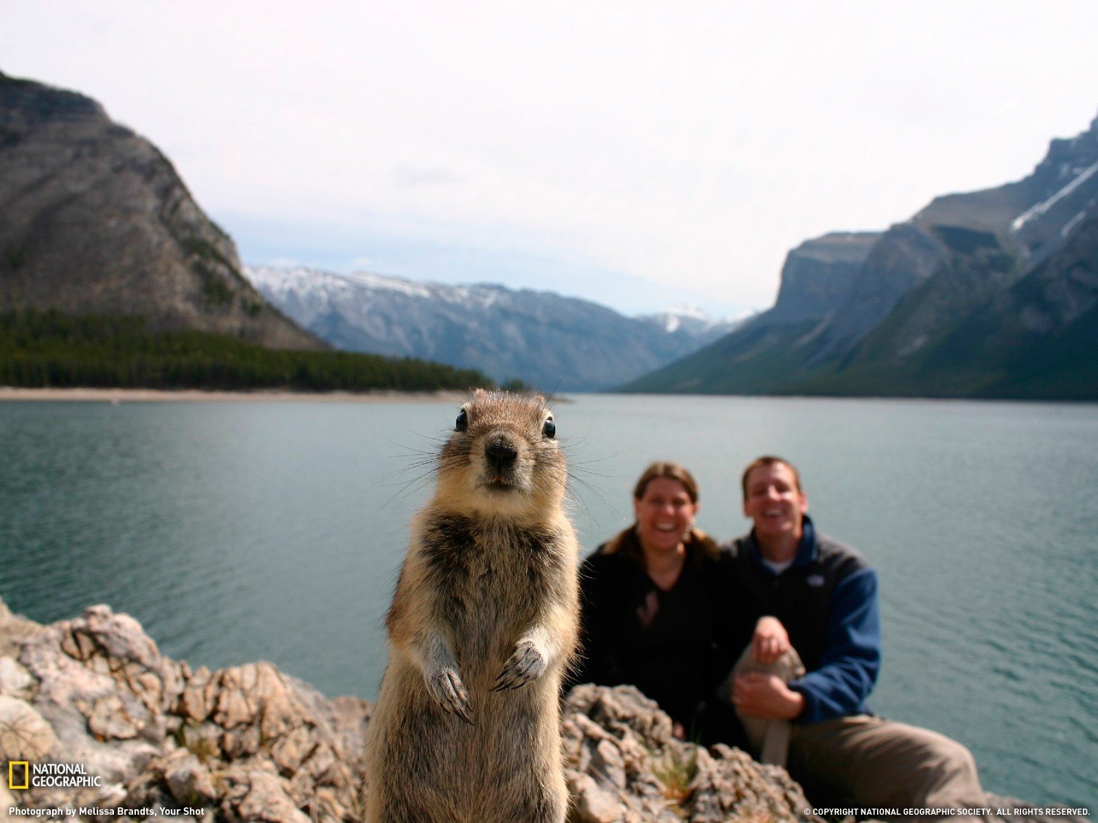 nature, Animals, National, Geographic, National Wallpaper