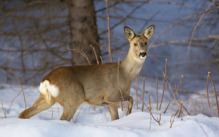snow, Animals, Deer HD Wallpaper Desktop Background