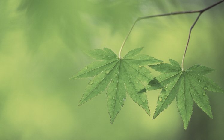 green, Nature, Leaf, Leaves, Plants, Water, Drops HD Wallpaper Desktop Background