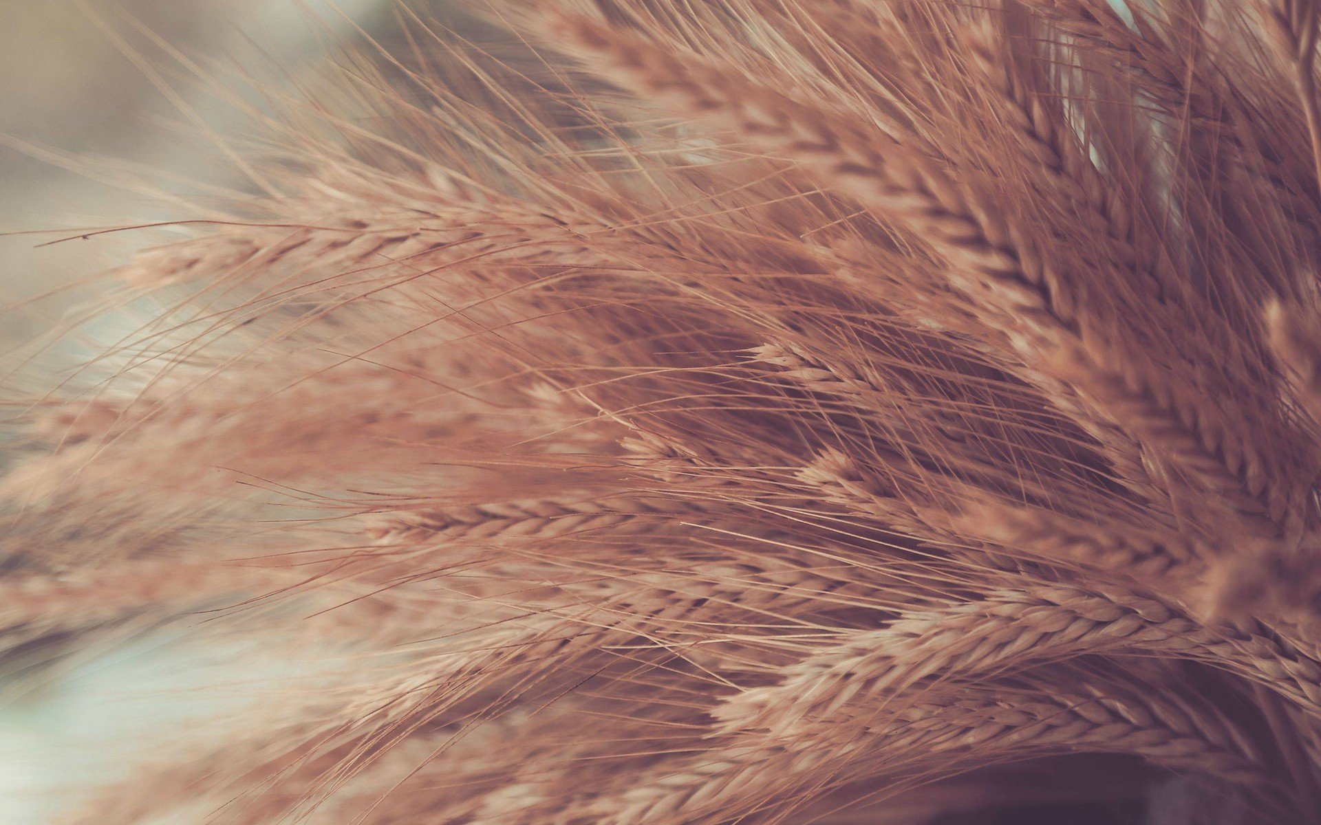 wheat, Flora, Spikelets Wallpaper