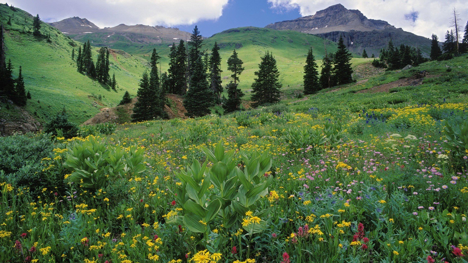 mountains, Landscapes, Nature, Meadows, Colorado, Wildflowers Wallpaper