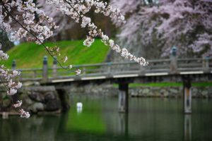 japan, Nature, Garden, Bridges, Blossoms