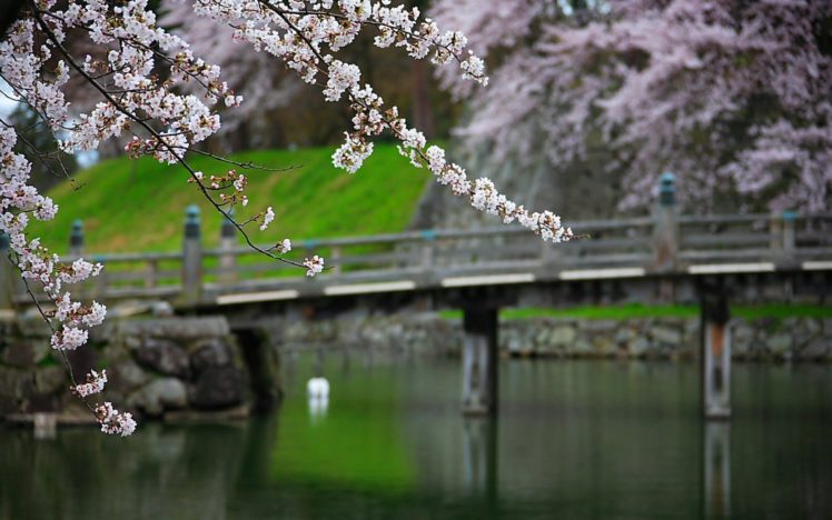 japan, Nature, Garden, Bridges, Blossoms HD Wallpaper Desktop Background