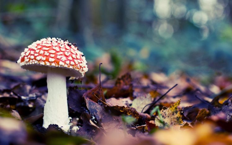 mushrooms HD Wallpaper Desktop Background
