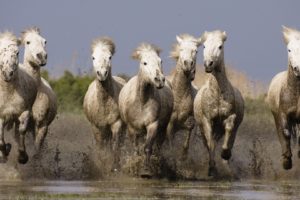 animals, France, Horses, Southern