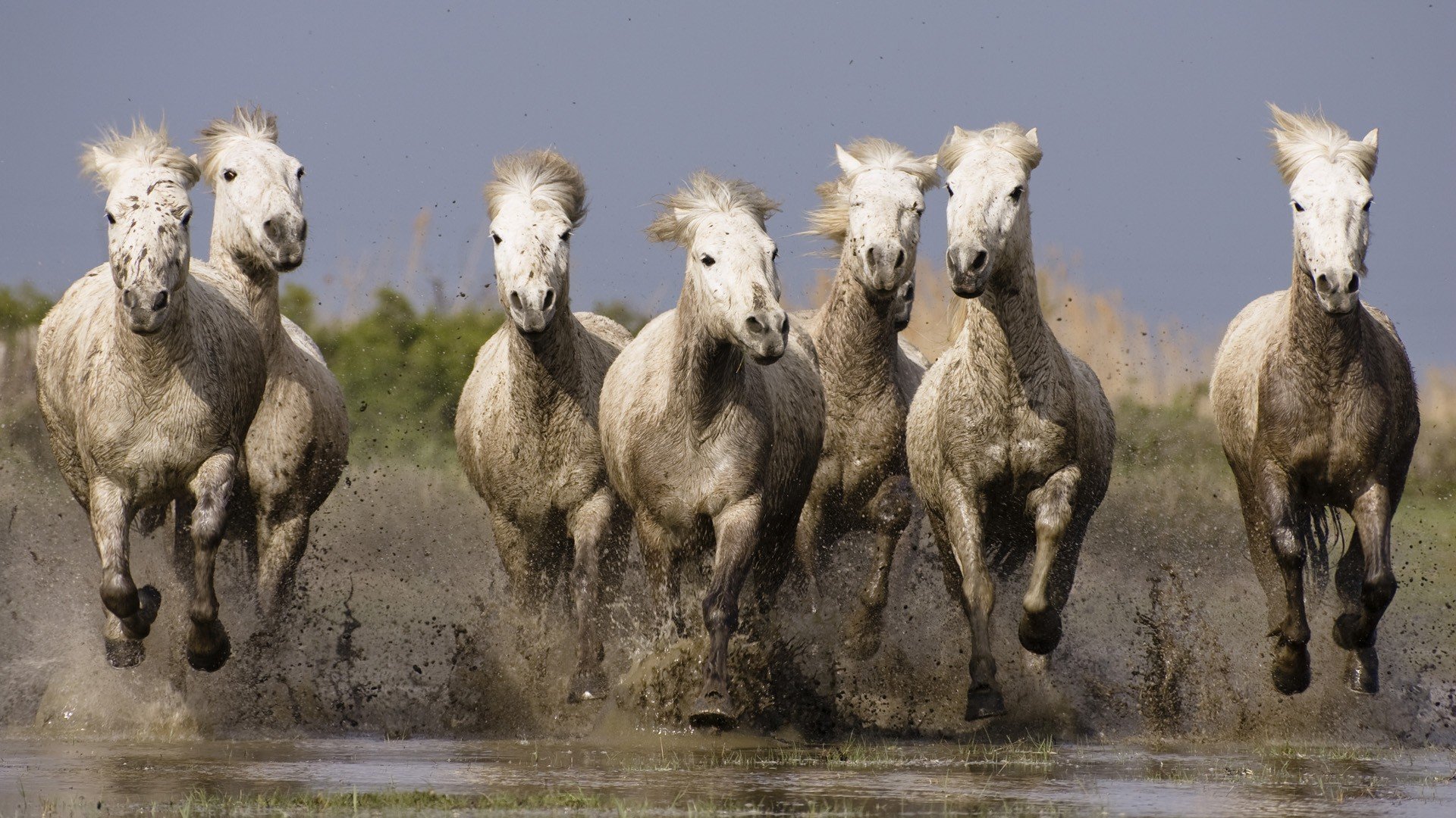 animals, France, Horses, Southern Wallpaper