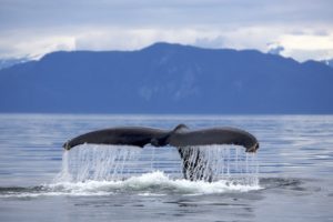 tails, Mountains, Whales, Sea