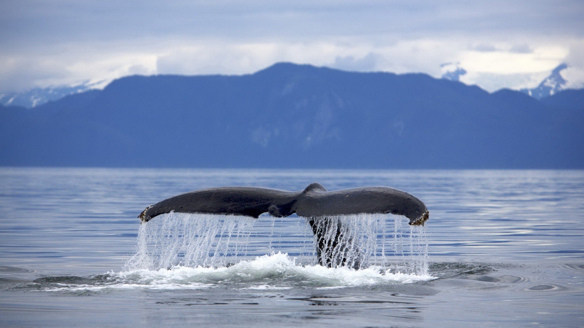 tails, Mountains, Whales, Sea Wallpaper