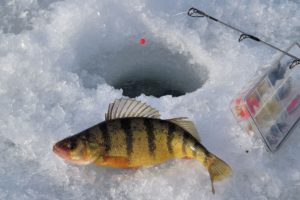 fishing, Fish, Sport, Water, Fishes, Ice, Winter