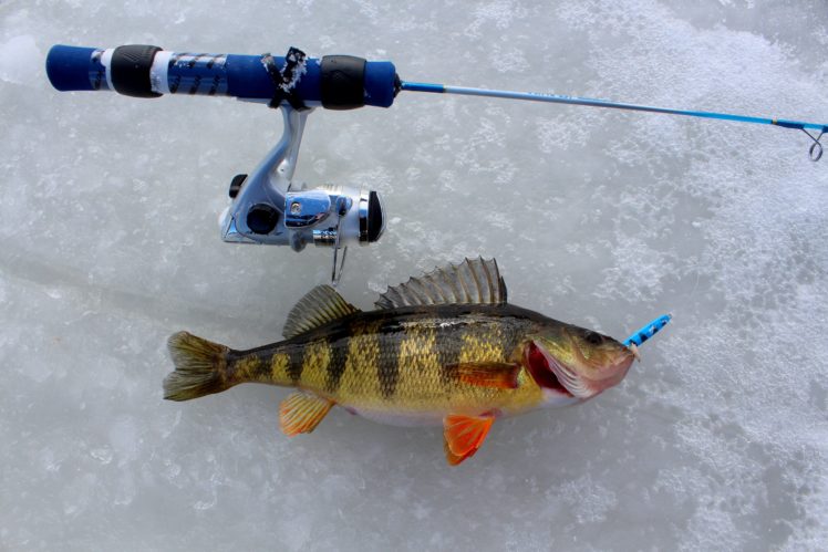 fishing, Fish, Sport, Water, Fishes, Winter, Lake, Ice HD Wallpaper Desktop Background