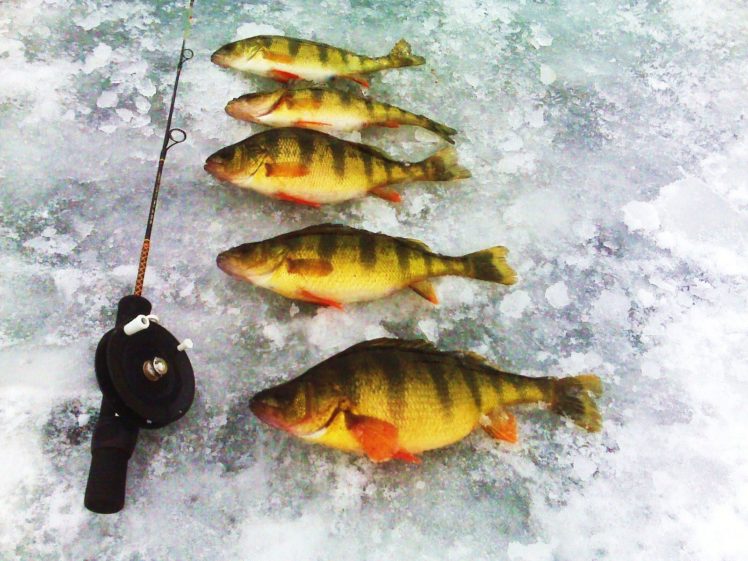 fishing, Fish, Sport, Water, Fishes, Lake, Ice, Winter HD Wallpaper Desktop Background