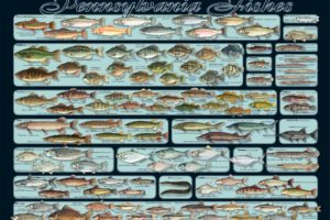 fishing, Fish, Sport, Water, Fishes, Poster