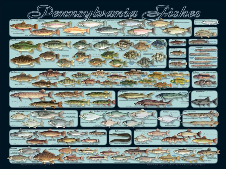 fishing, Fish, Sport, Water, Fishes, Poster HD Wallpaper Desktop Background