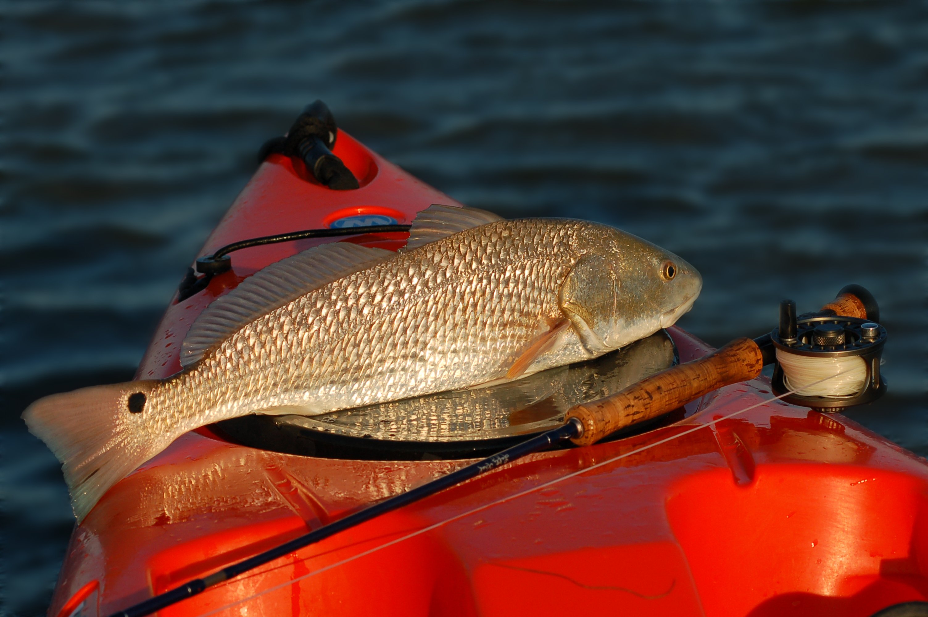 fishing, Fish, Sport, Water, Fishes Wallpaper