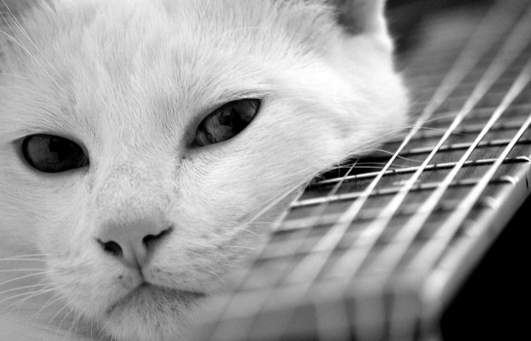 cat, Guitar, Mood, Look, Cats, Pov HD Wallpaper Desktop Background