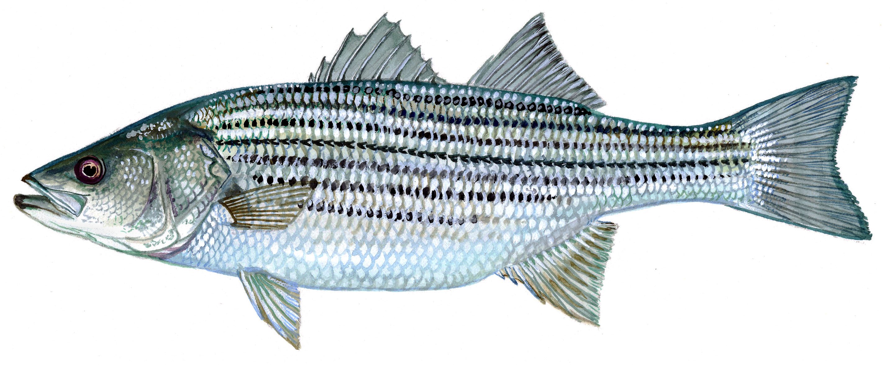 fishing, Fish, Sport, Fishes, Water, Artwork Wallpaper