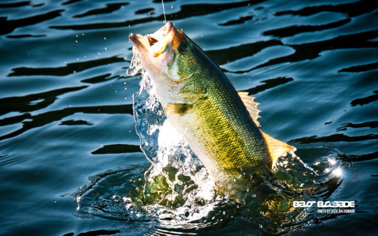 fishing, Fish, Sport, Water, Fishes, Lake, River, Bass Wallpapers HD /  Desktop and Mobile Backgrounds