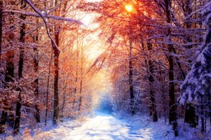 sunset, Winter, Forests