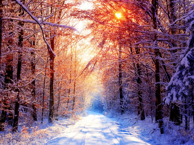 sunset, Winter, Forests HD Wallpaper Desktop Background