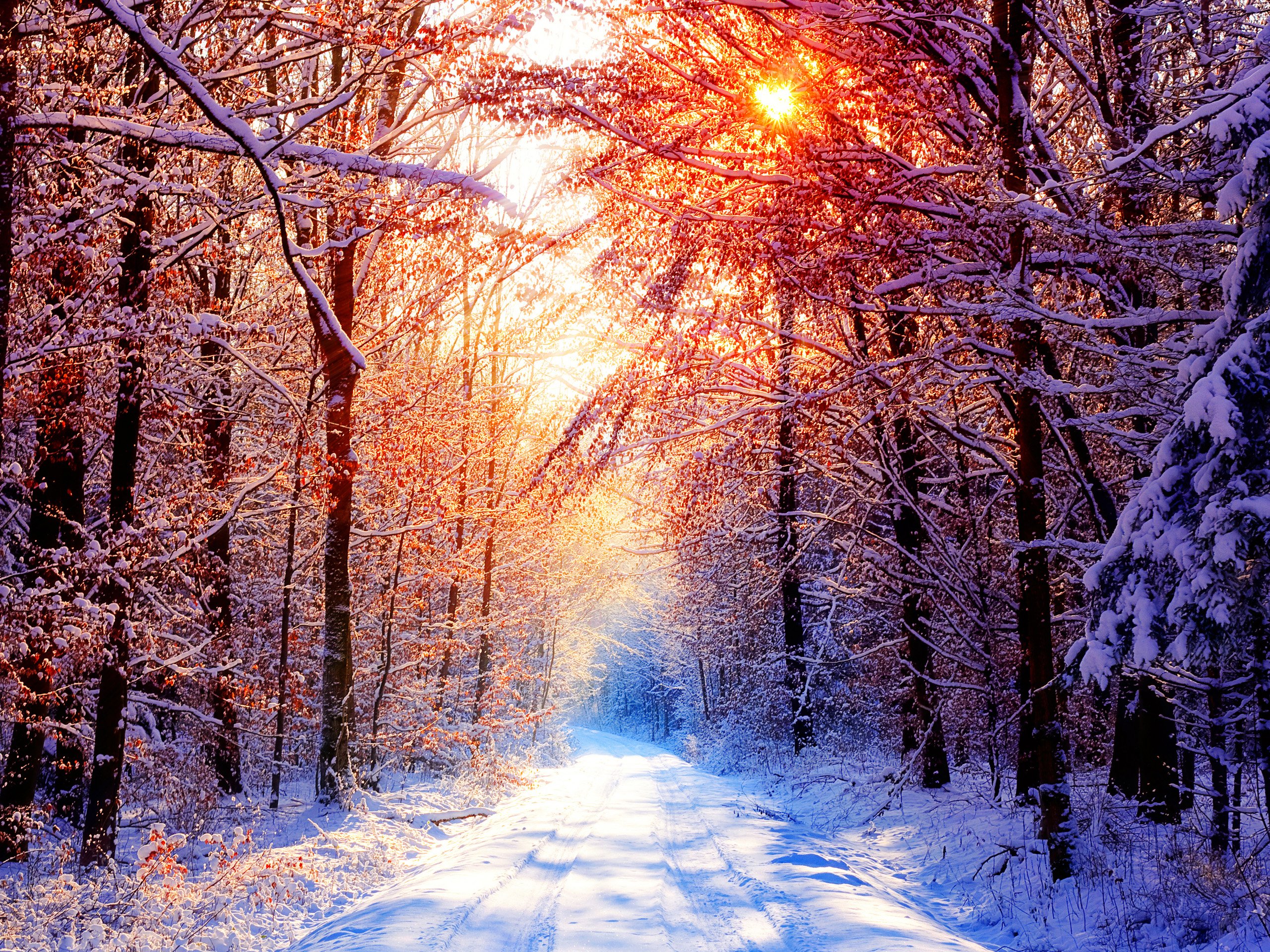 sunset, Winter, Forests Wallpaper