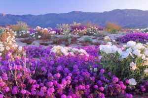 landscapes, Flowers, Deserts, California