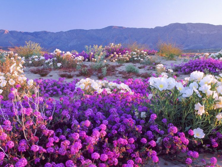 landscapes, Flowers, Deserts, California HD Wallpaper Desktop Background