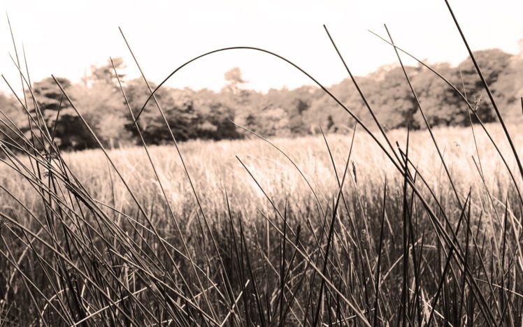landscapes, Minimalistic, Grass, Fields, Sepia, Countryside, Grassland HD Wallpaper Desktop Background