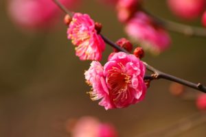 nature, Pink, Spring, Blossoms