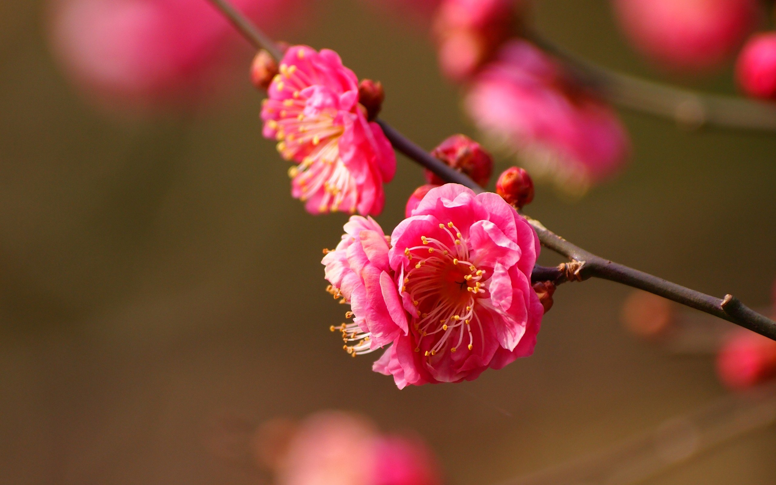nature, Pink, Spring, Blossoms Wallpaper
