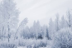 winter, Snow, Trees, Forests