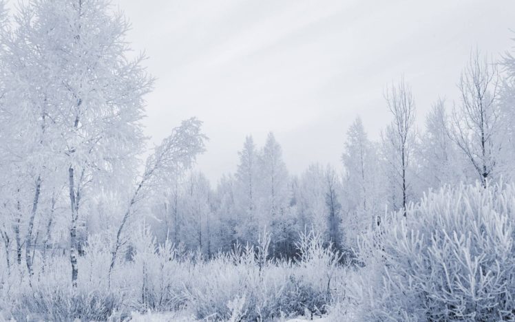winter, Snow, Trees, Forests HD Wallpaper Desktop Background